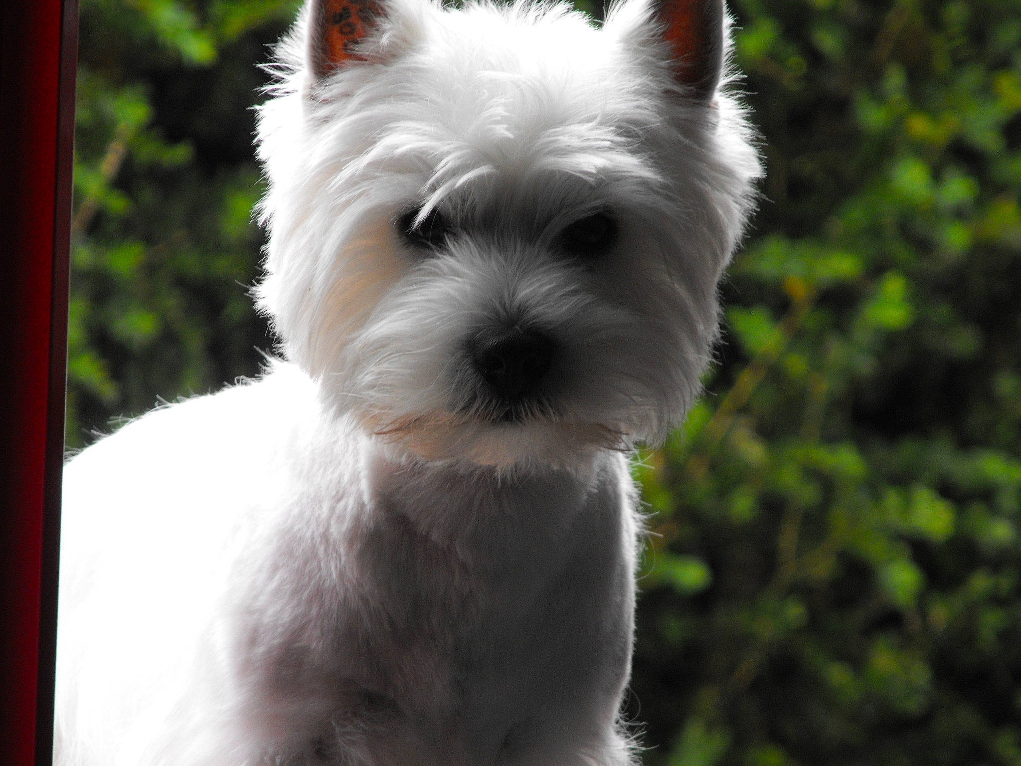 Djipsy participe au concours pour gagner de l'argent avec cette photo : biewer_terrier, canidae, carnivore, collar, companion_dog, dog, dog_breed, dog_supply, fur, grass, non_sporting_group, small_terrier, sporting_group, terrestrial_animal, terrier, toy_dog, working_animal