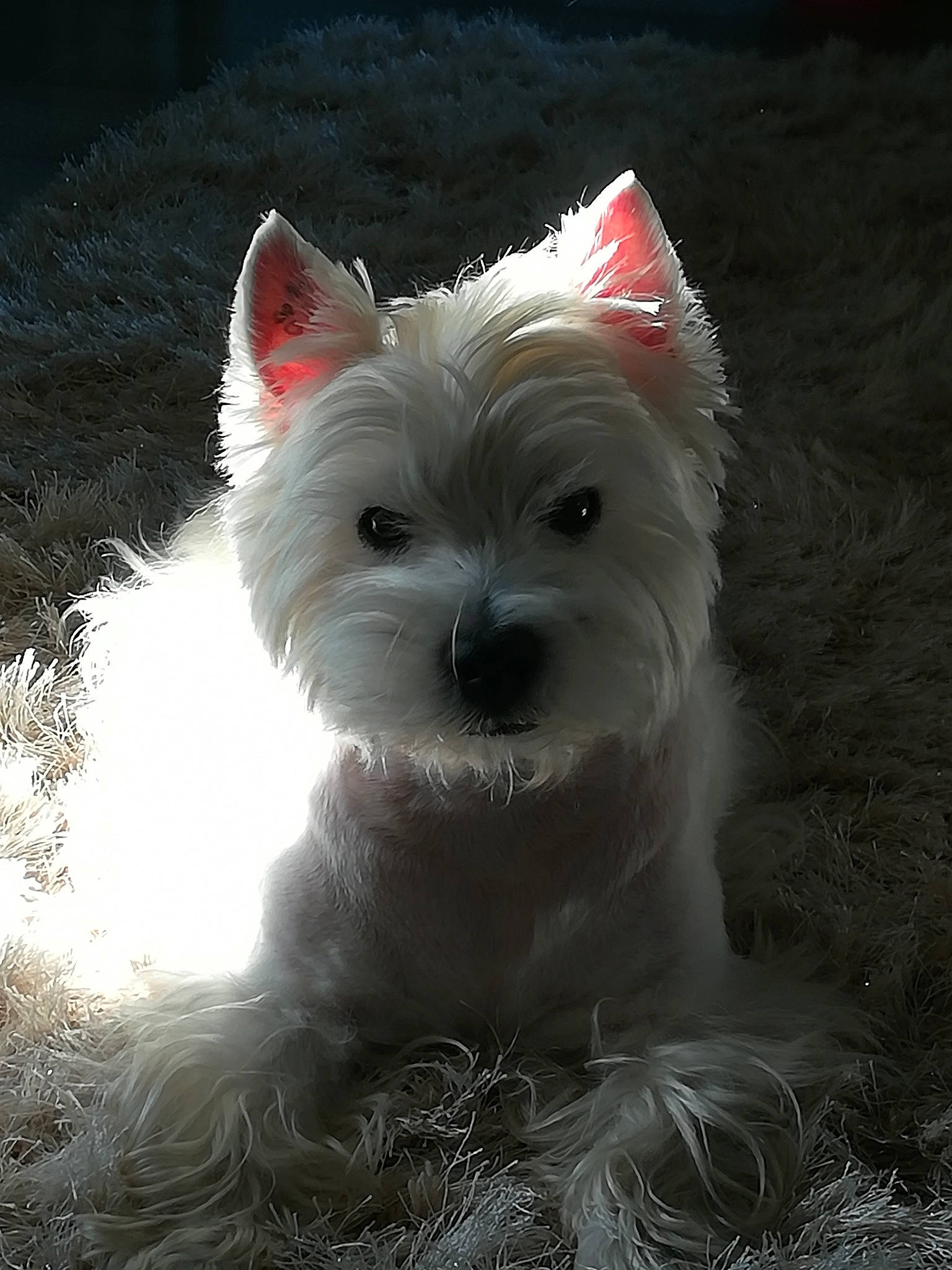 Djipsy participe au concours pour gagner de l'argent avec cette photo : biewer_terrier, canidae, carnivore, companion_dog, darkness, dog, dog_breed, dog_supply, ear, fawn, fur, non_sporting_group, small_terrier, snout, sporting_group, terrestrial_animal, terrier, toy_dog, whiskers, working_animal