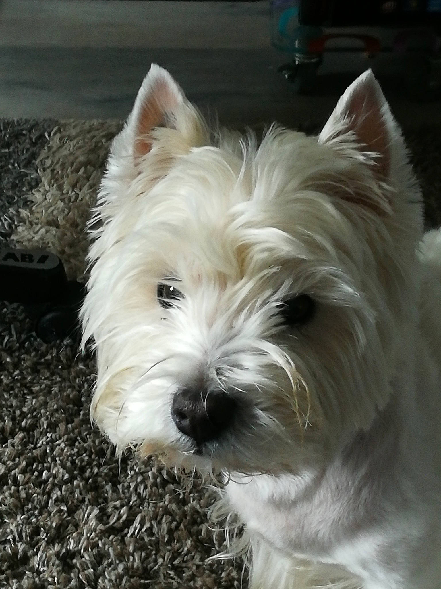 Djipsy a rejoint le concours — aidez-le/la à gagner de superbes lots ! biewer_terrier, canidae, carnivore, companion_dog, dog, dog_breed, fur, non_sporting_group, scottish_terrier, small_terrier, snout, sporting_group, terrestrial_animal, terrier, toy_dog, working_animal, working_terrier