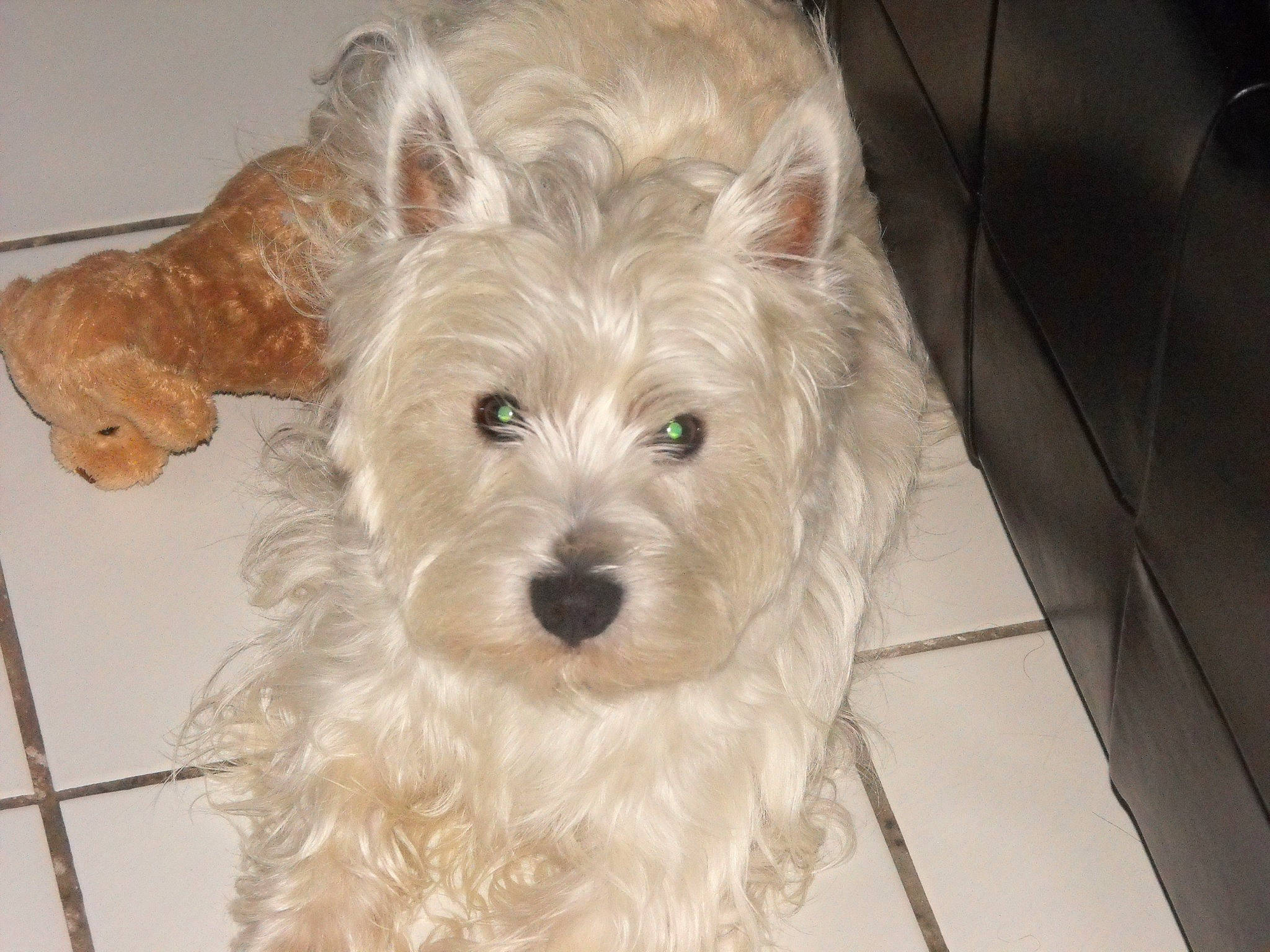 Djipsy participe au concours pour gagner de l'argent avec cette photo : biewer_terrier, canidae, carnivore, companion_dog, dog, dog_breed, fawn, flooring, fur, maltepoo, non_sporting_group, puppy, schnauzer, scottish_terrier, small_terrier, snout, sporting_group, terrier, toy_dog, working_animal