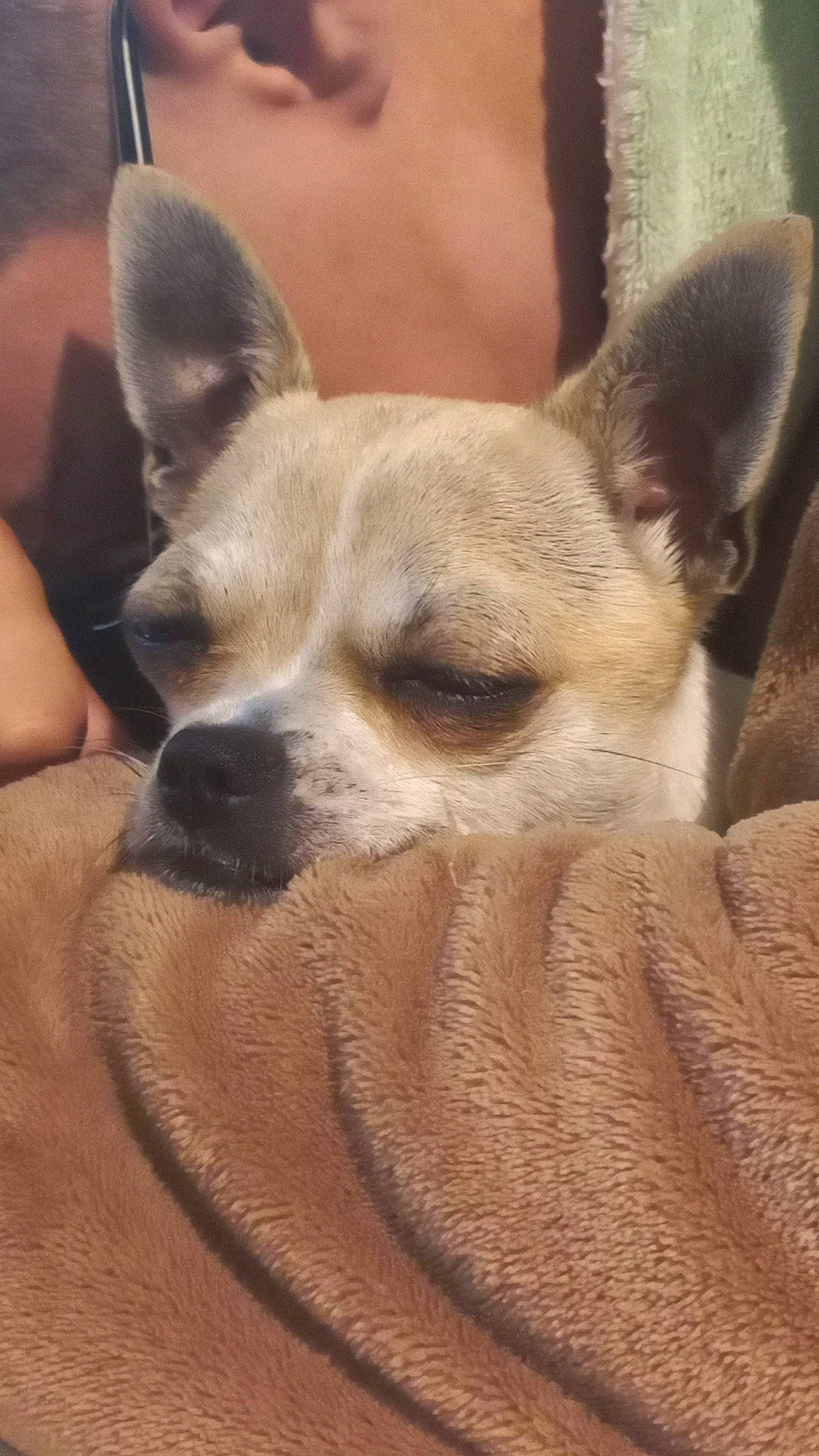 Guimauve a rejoint le concours — aidez-le/la à gagner de superbes lots ! ancient_dog_breeds, canidae, carnivore, chihuahua, companion_dog, corgi_chihuahua, dog, dog_breed, ear, fawn, felidae, fur, snout, sporting_group, terrestrial_animal, toy_dog, whiskers, wildlife, wood, working_animal