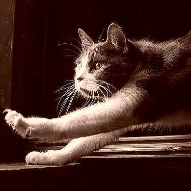 Stinki is registered to the contest to win money with this photo: