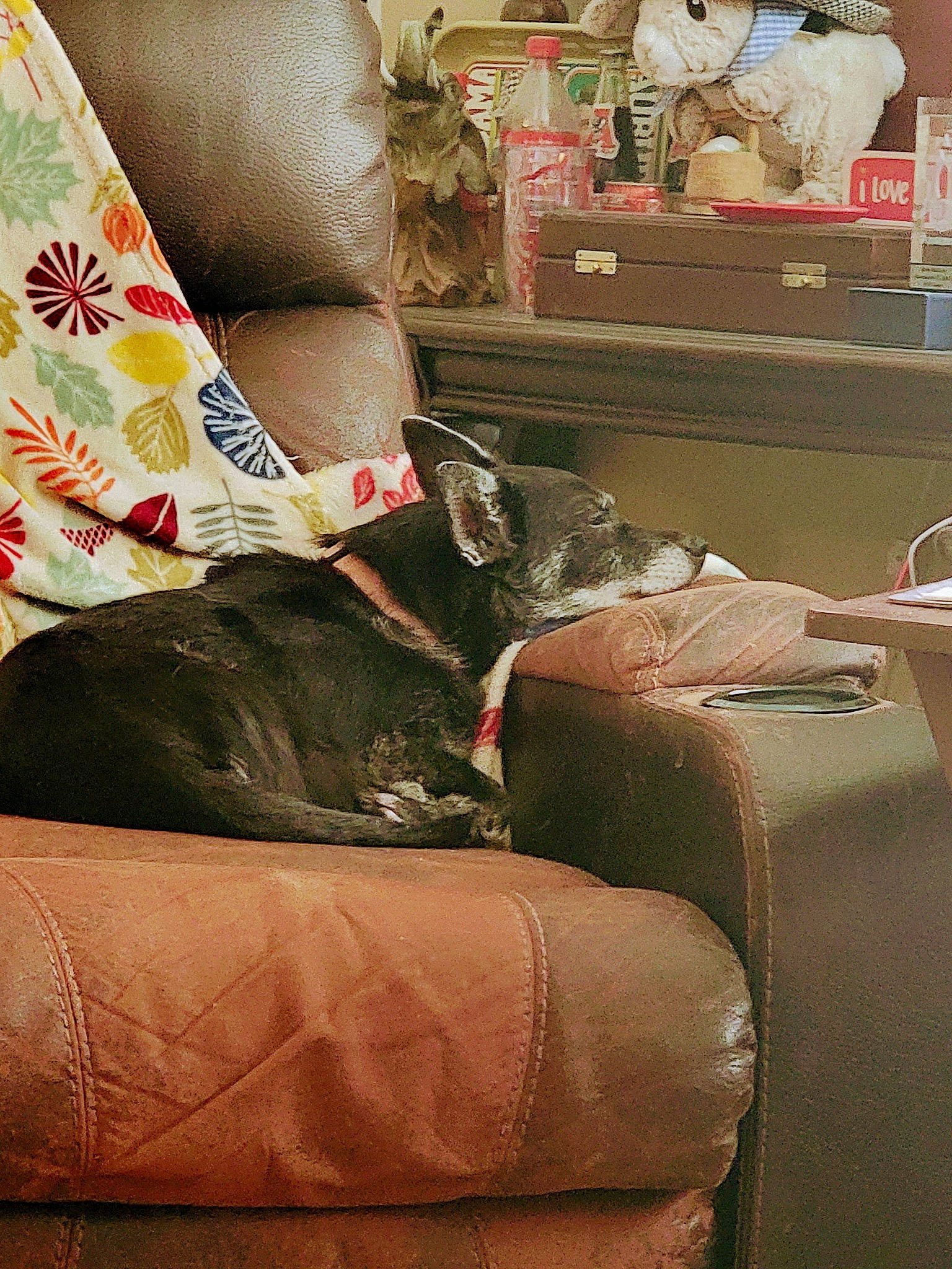 Zoëybird Reid is registered to the contest to win money with this photo: chair, comfort, couch, drawer, fashion_accessory, fashion_design, fur, furniture, human_leg, knee, leather, linens, living_room, pattern, peach, pillow, room, sitting, studio_couch, thigh