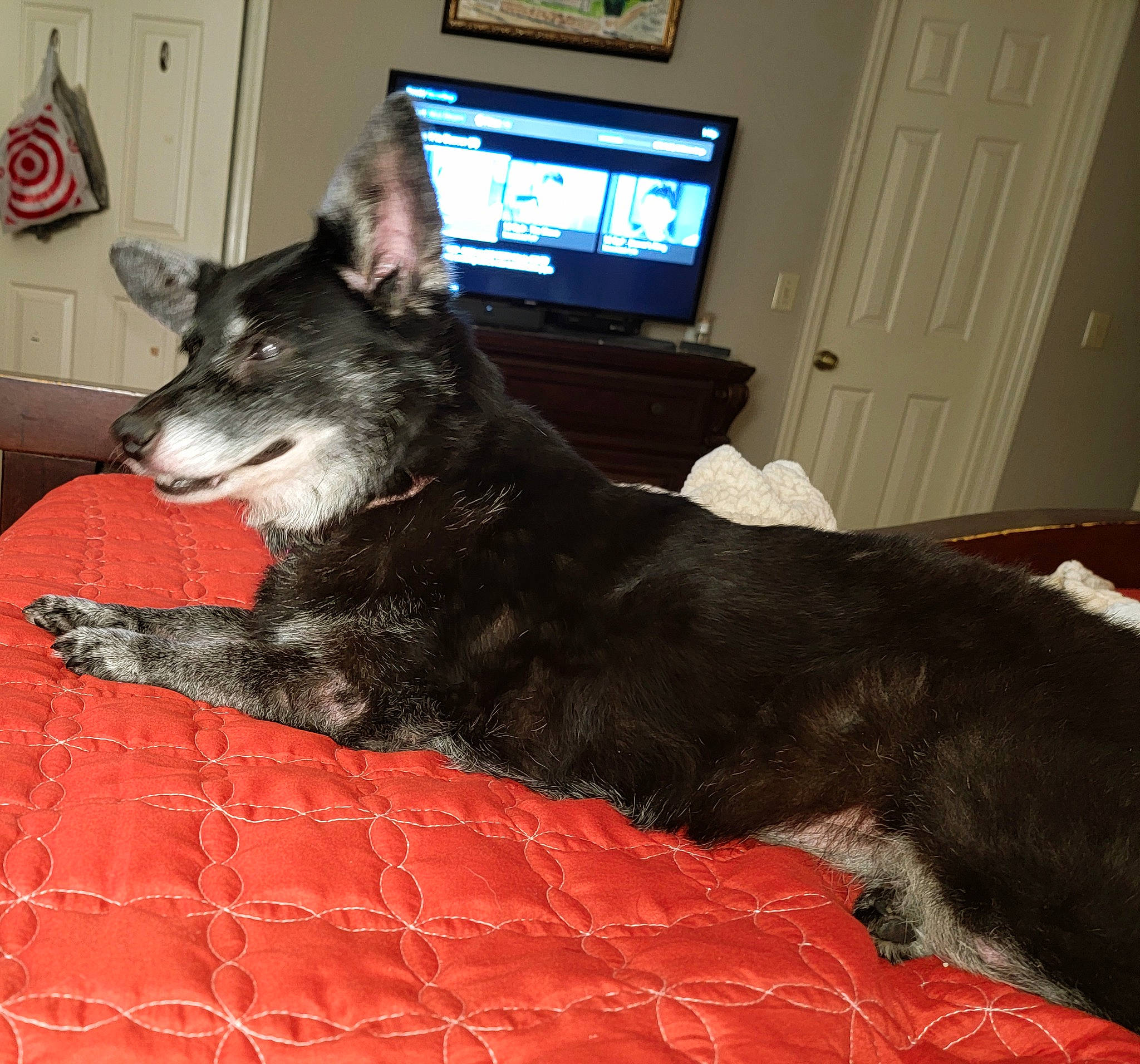 Zoëybird Reid is registered to the contest to win money with this photo: canidae, carnivore, comfort, companion_dog, computer, couch, dog, dog_breed, door, flooring, fur, herding_dog, laptop, personal_computer, picture_frame, snout, sporting_group, tail, whiskers, working_animal