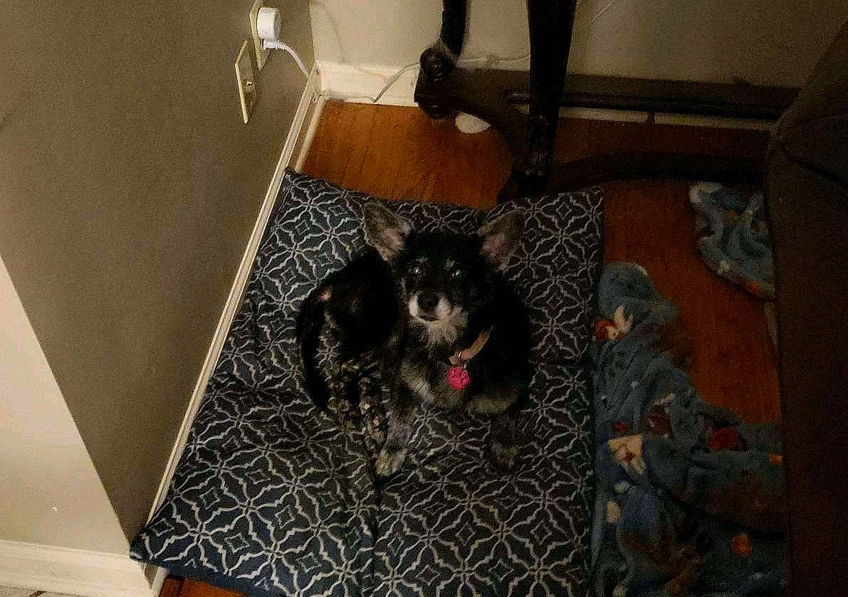 Zoëybird Reid joined the competition — help win amazing prizes! carnivore, comfort, companion_dog, couch, dog, dog_breed, dog_supply, felidae, floor, flooring, fur, grey, hardwood, room, schnauzer, small_to_medium_sized_cats, sporting_group, tail, whiskers, wood