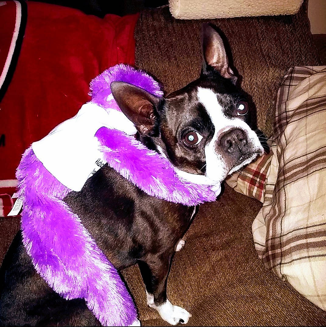 Tobi is registered to the contest to win money with this photo: canidae, carnivore, collar, comfort, companion_dog, dog, dog_breed, dog_collar, ear, fawn, fur, magenta, pug, purple, snout, sporting_group, terrestrial_animal, toy_dog, whiskers, working_animal