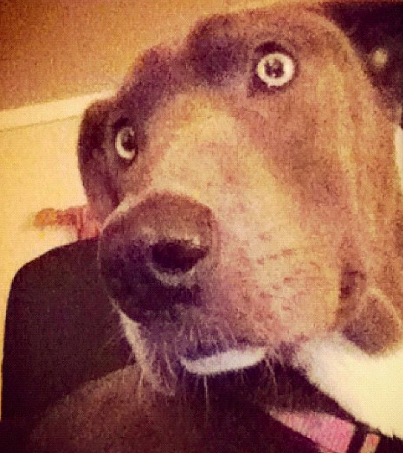 Delilah is registered to the contest to win money with this photo: canidae, carnivore, cloud, collar, companion_dog, dog, dog_breed, dog_collar, ear, fawn, fur, labrador_retriever, liver, puppy_love, selfie, sporting_group, square, vertebrate, whiskers, working_animal