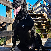 Petra participe au concours pour gagner de l'argent avec cette photo : dog, black_dog, outdoor, wooden_deck, stairs, sunny, blue_sky, pet, canine, happy, tongue_out, animal, sitting, daylight, nature, fence, wood, ears, collar, smiling
