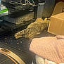 cat, tabby_cat, carpet, cardboard_box, blanket, electronics, cables, storage_bin, indoor, floor, furniture, relaxed, pet, animal, household, cozy, stretching, tabby, domestic_cat, carpet_pattern