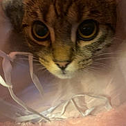 Missy is registered to the contest to win money with this photo: cat, tabby_cat, close_up, curious, feline, pet, fur, whiskers, face, eyes, pink, soft, fabric, ribbons, cozy, indoor, animal, cute, peek, tunnel