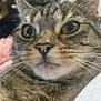 Missy is registered to the contest to win money with this photo: cat, tabby, close_up, whiskers, fur, indoor, pet, animal, face, ears, eyes, nose, relaxed, cozy, soft, feline, portrait, cute, domestic, mammal