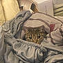Missy joined the competition — help win amazing prizes! cat, tabby, blanket, clothing, indoor, cozy, peeking, fabric, soft, ears, eyes, texture, pile, comfort, resting, feline, home, casual, relaxed, stuff