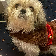 Phoebe joined the competition — help win amazing prizes! adorable, animal, brown, carpet, companion, costume, curious, cute, dog, domestic, floor, fluffy, fur, household, indoor, looking_up, pet, small_dog, wearing_clothes, white