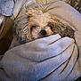 Phoebe is registered to the contest to win money with this photo: animal, blanket, closeup, comfort, cozy, cute, dog, fur, fur_texture, home, indoor, nap, pet, relaxing, resting, sleepy, snug, soft, warm, wrapped