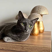 Smokie participe au concours pour gagner de l'argent avec cette photo : cat, grey_cat, green_eyes, whiskers, ears, paw, wooden_table, wood_surface, decorative_mushrooms, figurines, home_decor, indoor, close_up, portrait, shallow_depth_of_field, bokeh, sleek_fur, relaxed, tabletop, natural_light