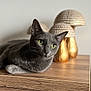 cat, grey_cat, green_eyes, whiskers, ears, paw, wooden_table, wood_surface, decorative_mushrooms, figurines, home_decor, indoor, close_up, portrait, shallow_depth_of_field, bokeh, sleek_fur, relaxed, tabletop, natural_light