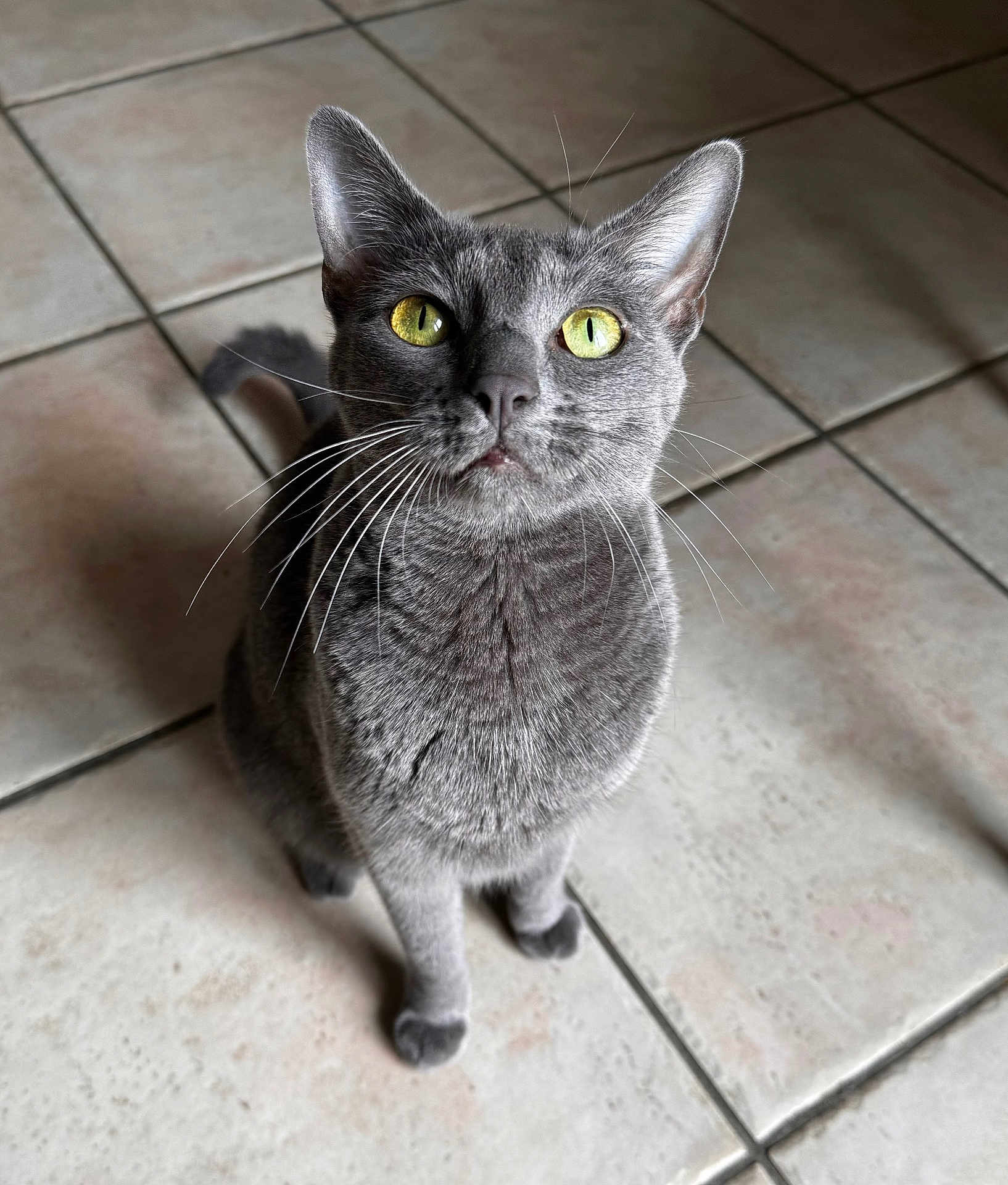 Smokie participe au concours pour gagner de l'argent avec cette photo : cat, gray_cat, feline, pet, sitting, tile_floor, whiskers, yellow_eyes, close_up, portrait, indoor, curious, looking_up, paws, ears, fur, domestic_animal, home, floor_tile, short_hair