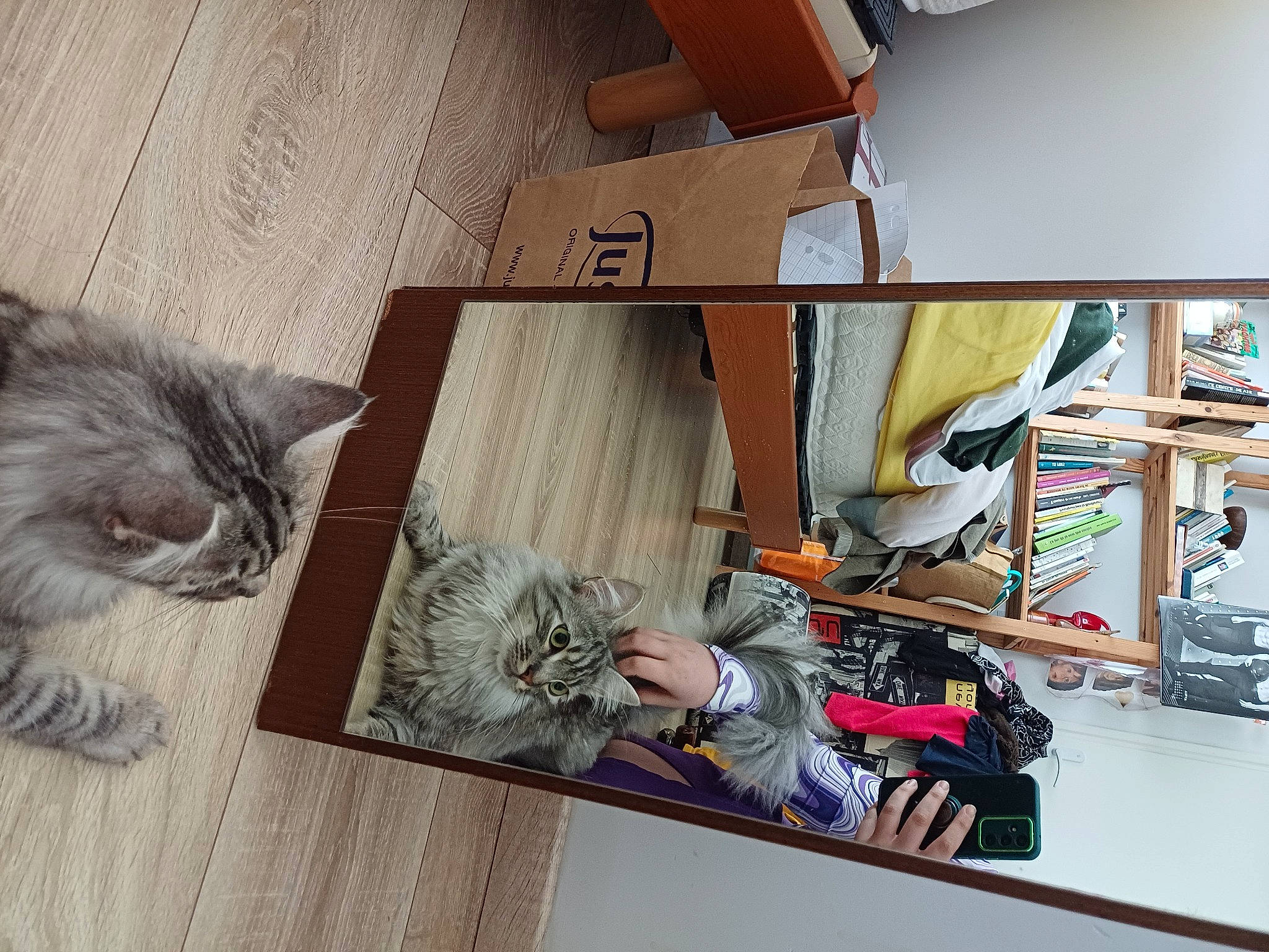 Fluffy a rejoint le concours — aidez-le/la à gagner de superbes lots ! art, carnivore, carton, cat, domestic_short_haired_cat, fawn, felidae, floor, flooring, fur, hardwood, shelf, shelving, shipping_box, small_to_medium_sized_cats, tail, textile, visual_arts, whiskers, wood