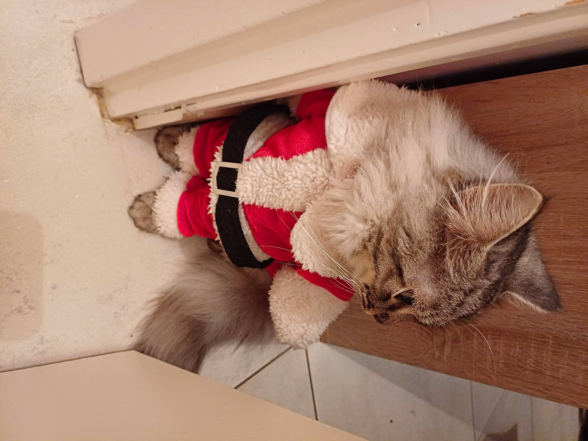 Fluffy participe au concours pour gagner de l'argent avec cette photo : carmine, carnivore, cat, comfort, companion_dog, domestic_short_haired_cat, fawn, felidae, floor, flooring, fur, fur_clothing, human_leg, leg, small_to_medium_sized_cats, tail, thigh, whiskers, window, wood