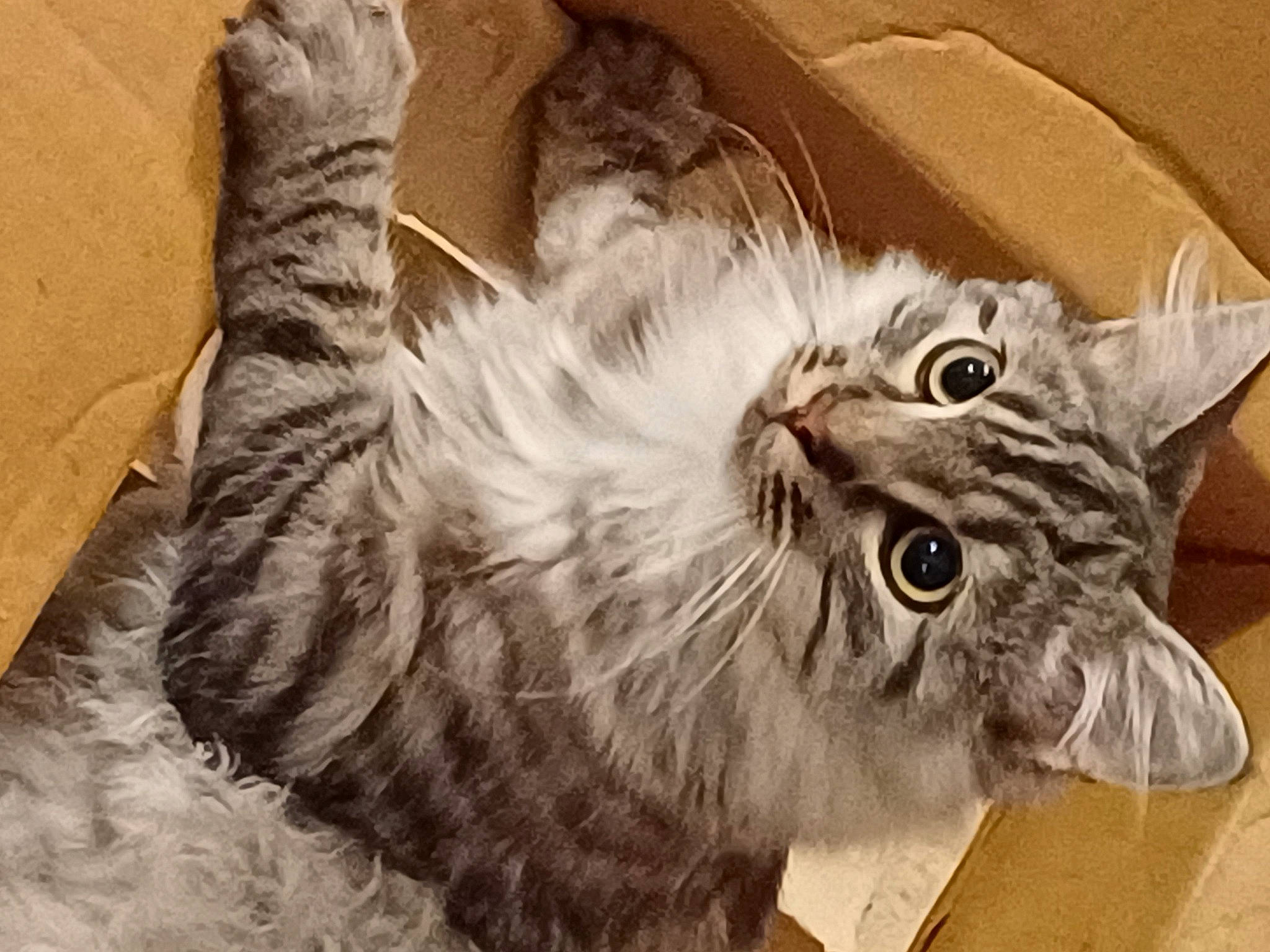 Fluffy a rejoint le concours — aidez-le/la à gagner de superbes lots ! british_longhair, carnivore, cat, claw, domestic_short_haired_cat, eye, felidae, fur, gesture, grey, head, maine_coon, paw, small_to_medium_sized_cats, snout, tail, terrestrial_animal, whiskers