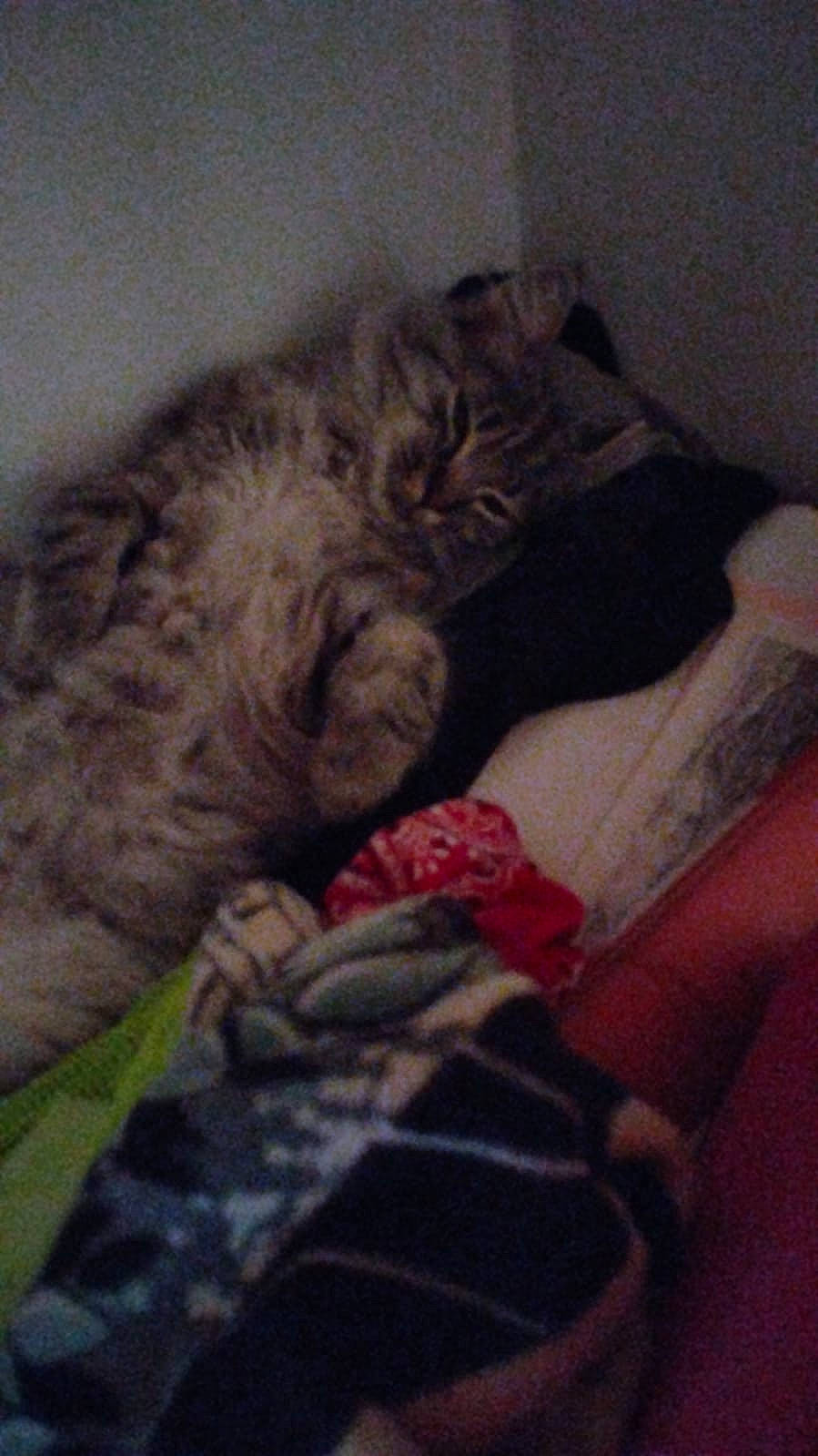 Fluffy participe au concours pour gagner de l'argent avec cette photo : bed, carnivore, cat, cloud, comfort, couch, domestic_short_haired_cat, eye, felidae, fur, grey, human_leg, linens, mountain, paw, sky, small_to_medium_sized_cats, snout, tail, whiskers