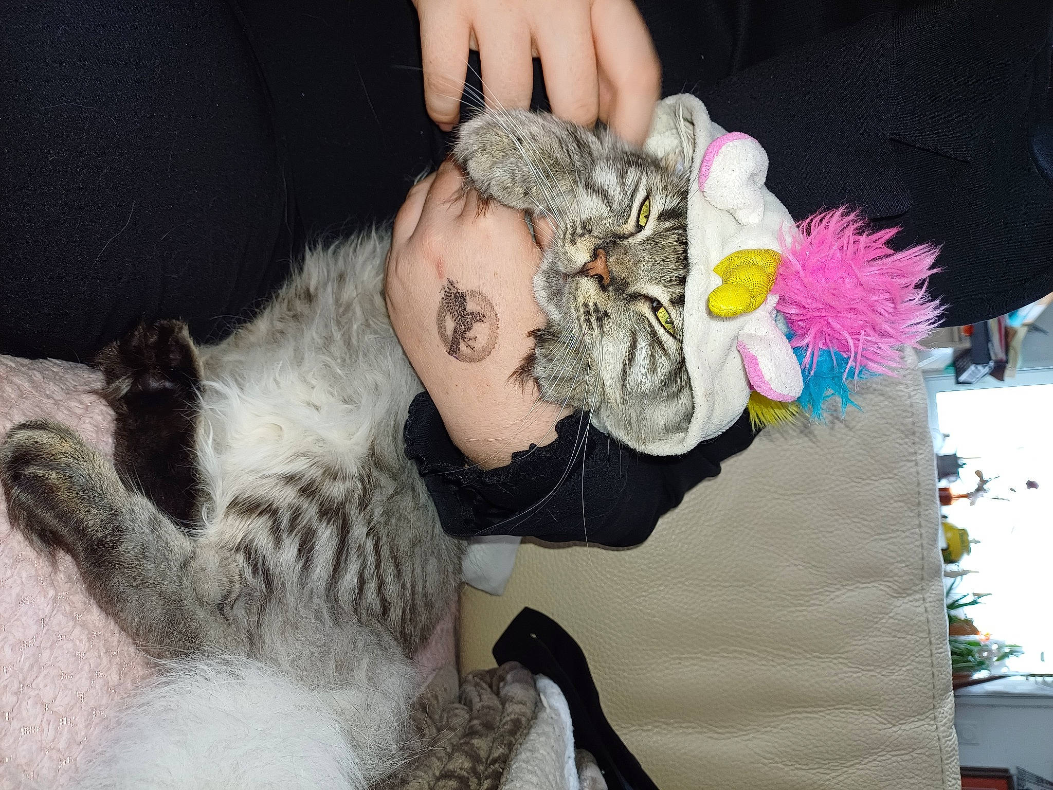 Fluffy a rejoint le concours — aidez-le/la à gagner de superbes lots ! canidae, cat, companion_dog, costume, domestic_short_haired_cat, event, fashion_accessory, feather, felidae, fur, hat, nail, necklace, paw, plush, small_to_medium_sized_cats, stuffed_toy, tail, toy, whiskers