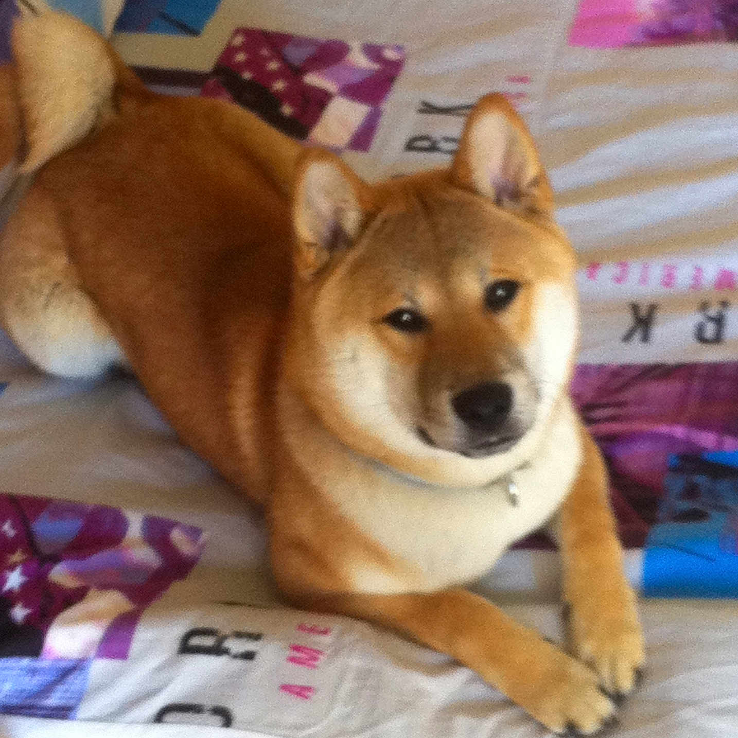 Gee participe au concours pour gagner de l'argent avec cette photo : animal, bed, canine, collar, cute, dog, domestic_animal, ears, fur, indoors, looking_at_camera, lying_down, mammal, paws, pet, relaxed, resting, shiba_inu, snout, tail