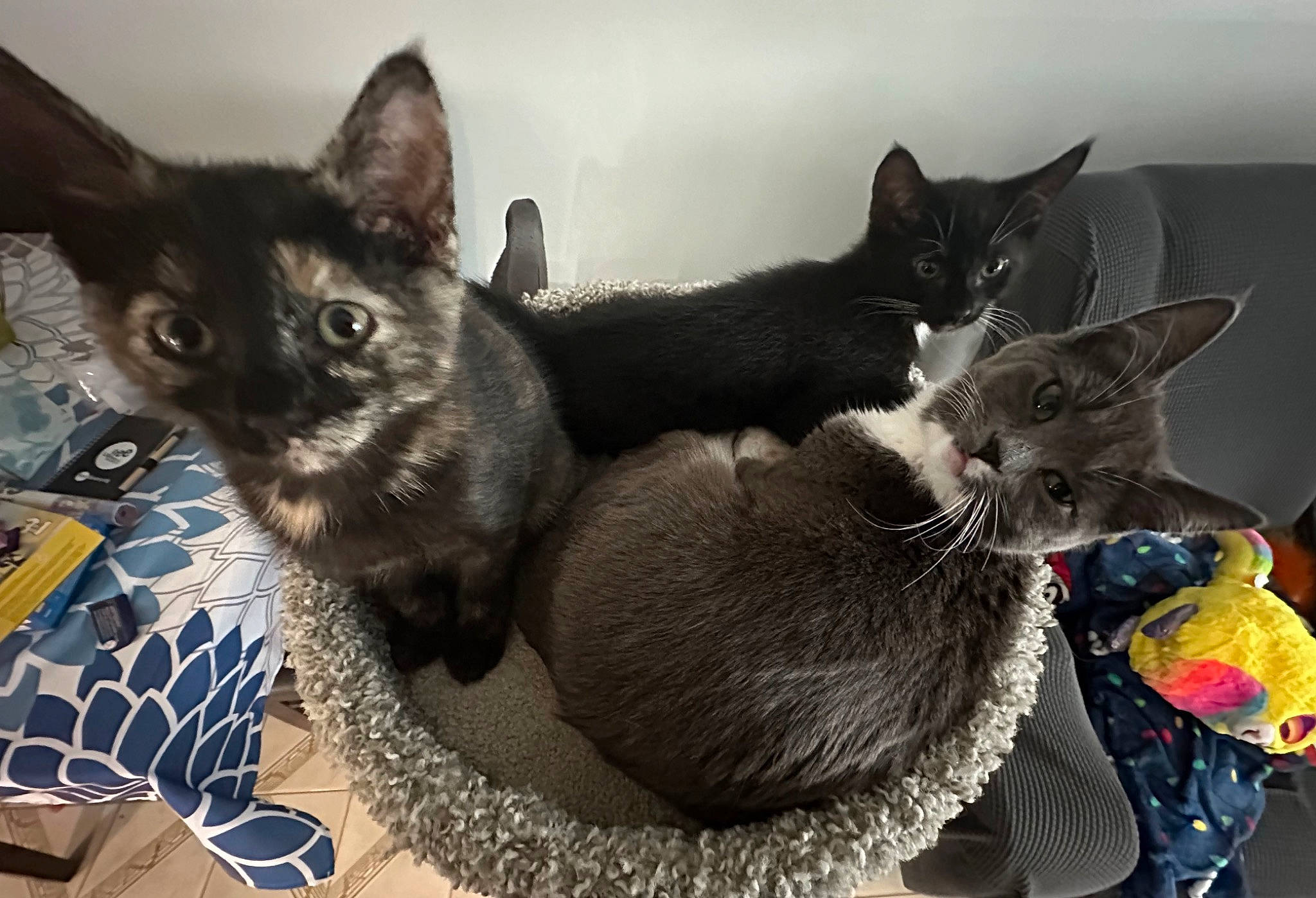 Two Face Boo Goosebumps