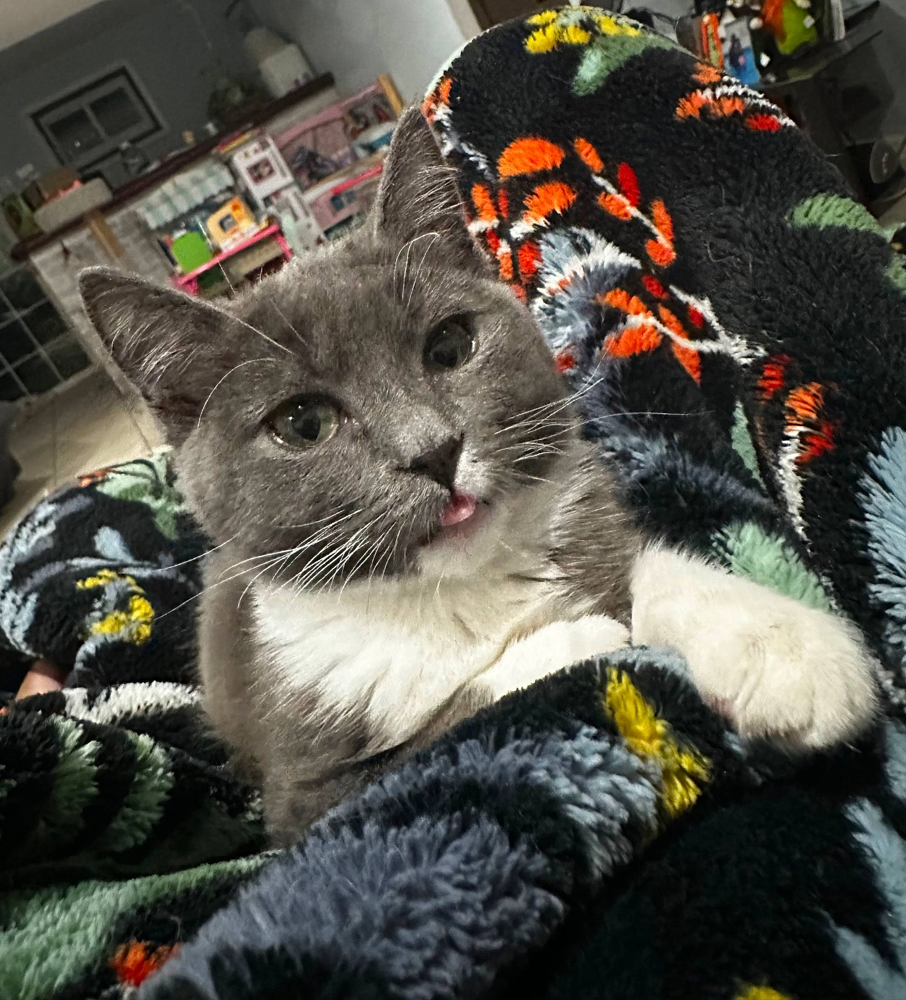 Boo is registered to the contest to win money with this photo: carnivore, cat, claw, comfort, domestic_short_haired_cat, felidae, fur, grey, hat, knitting, linens, nap, pattern, paw, plant, small_to_medium_sized_cats, snout, tail, tree, whiskers