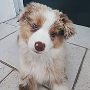 Bounty participe au concours pour gagner de l'argent avec cette photo : puppy, dog, heterochromia, blue_eye, brown_eye, fur, cute, pet, animal, indoor, tile_floor, nose, young, fluffy, portrait, looking_up, adorable, canine, domestic_animal, closeup