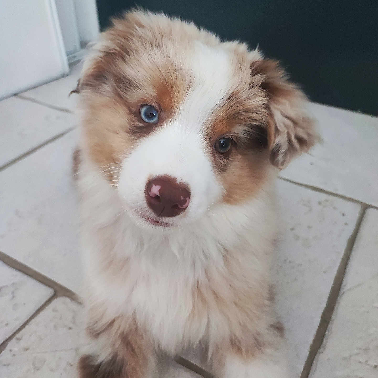 Bounty participe au concours pour gagner de l'argent avec cette photo : puppy, dog, heterochromia, blue_eye, brown_eye, fur, cute, pet, animal, indoor, tile_floor, nose, young, fluffy, portrait, looking_up, adorable, canine, domestic_animal, closeup