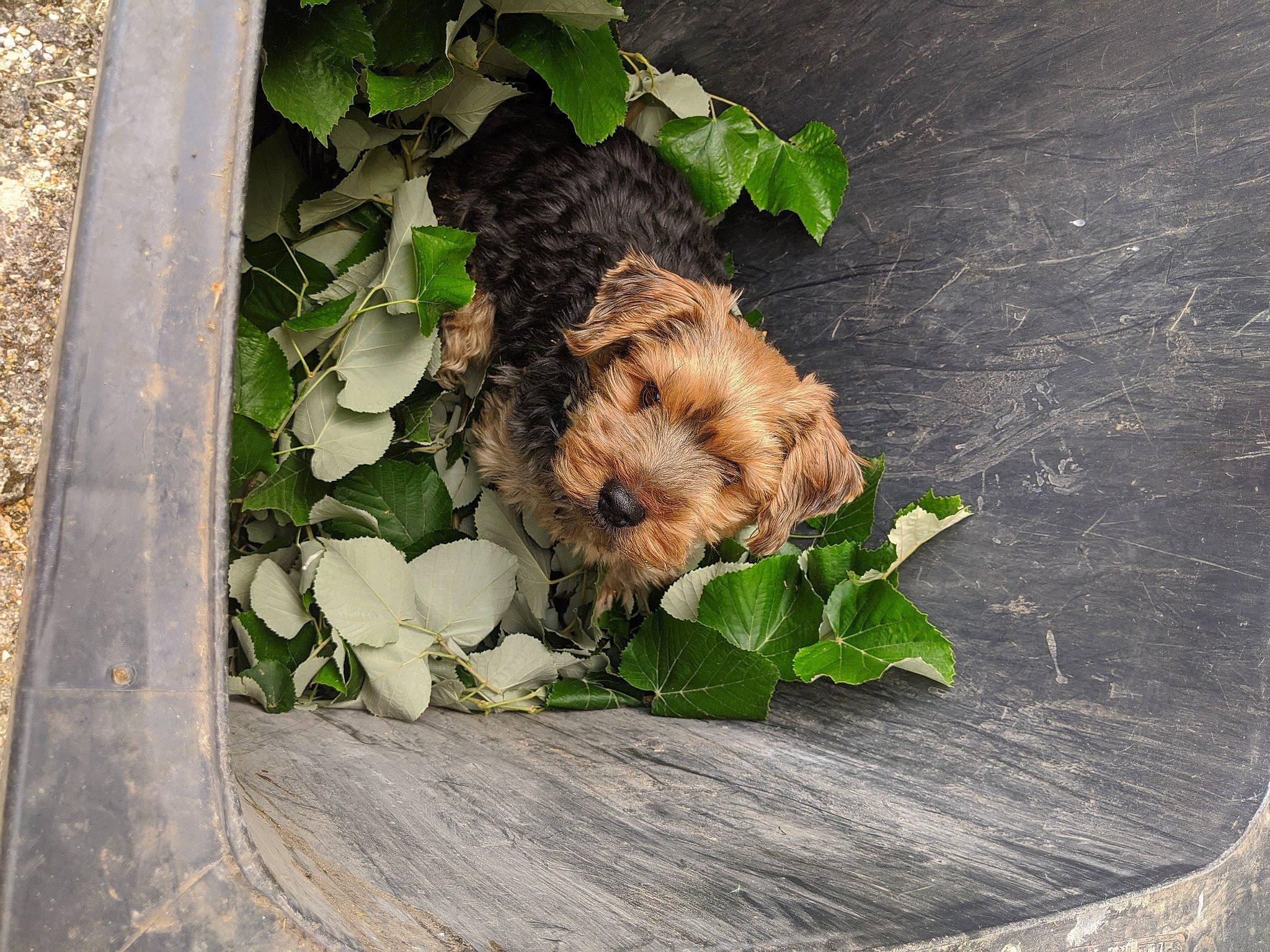 Joupy a rejoint le concours — aidez-le/la à gagner de superbes lots ! leaf, natural_material, organism, wood