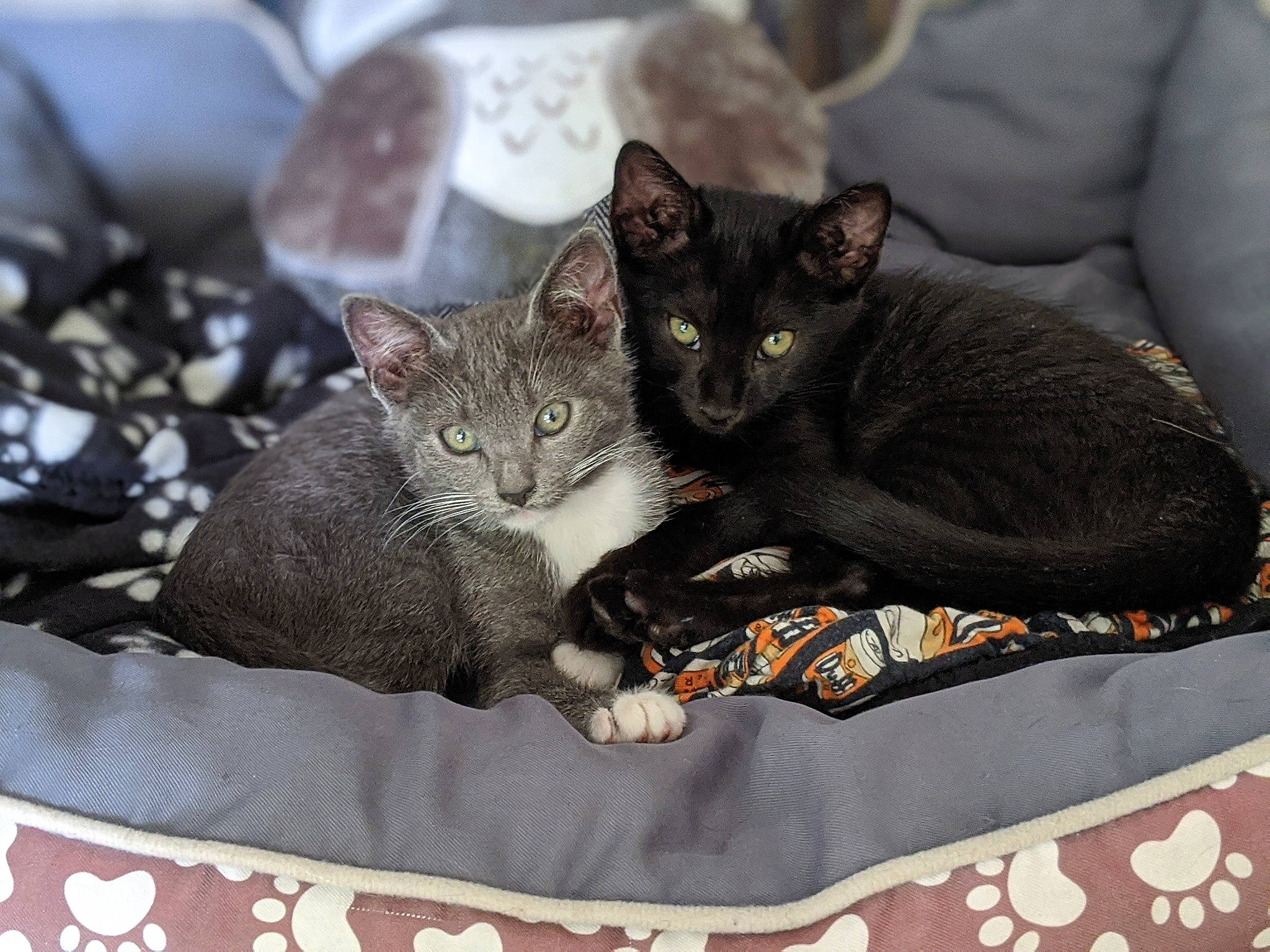 Rock Et Myst participe au concours pour gagner de l'argent avec cette photo : black_cat, bombay, carnivore, cat, cat_bed, cat_furniture, cat_supply, comfort, domestic_short_haired_cat, felidae, grey, home_accessories, kitten, pet_supply, small_to_medium_sized_cats, snout, vertebrate, whiskers