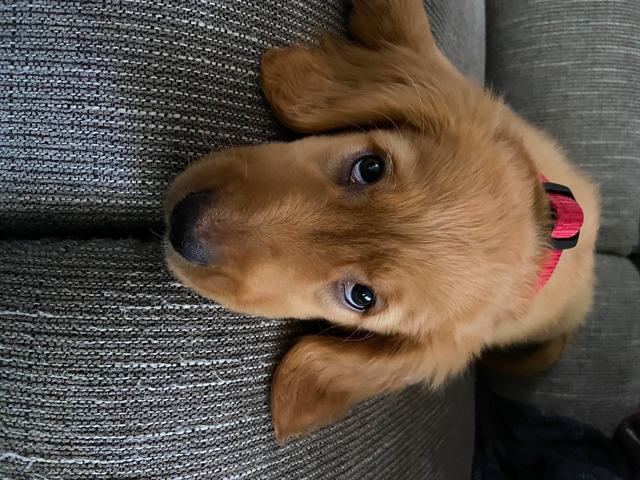 Duncan joined the competition — help win amazing prizes! canidae, carnivore, collar, comfort, companion_dog, dog, dog_breed, ear, fawn, fur, liver, paw, snout, sporting_group, whiskers, wood, working_animal