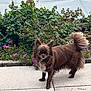 Perle participe au concours pour gagner de l'argent avec cette photo : animal, brown_dog, bushes, canine, dog, ears, flowers, fluffy, fur, garden, greenery, nature, outdoor, path, pet, purple_flowers, side_view, small_dog, standing, tail