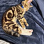 Sage is registered to the contest to win money with this photo: animal, bengal_cat, blanket, cat, collar, cozy, cute, dog, domestic_animal, feline, fluffy, fur, indoor, paw, pet, resting, sleeping, snuggle, striped, tabby
