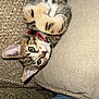 Sage is registered to the contest to win money with this photo: blue_eyes, cat, close_up, collar, couch, curious, cushion, cute, domestic_animal, feline, fur, indoor, kitten, lying_down, pet, relaxed, small, tabby, whiskers, young