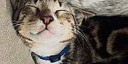 Sage joined the competition — help win amazing prizes! animal, cat, closeup, collar, cozy, cute, domestic, feline, fur, indoor, muzzle, peaceful, pet, relaxed, resting, sleeping, snuggling, soft, tabby, whiskers