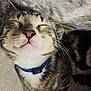 animal, cat, closeup, collar, cozy, cute, domestic, feline, fur, indoor, muzzle, peaceful, pet, relaxed, resting, sleeping, snuggling, soft, tabby, whiskers