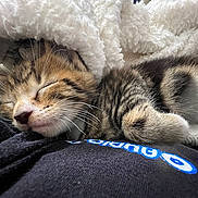 Sage is registered to the contest to win money with this photo: animal, blanket, close_up, comfort, cozy, cute, feline, fur, indoor, kitten, nap, pet, relaxation, resting, sleeping, soft, tabby, warm, whiskers, young