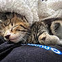 animal, blanket, close_up, comfort, cozy, cute, feline, fur, indoor, kitten, nap, pet, relaxation, resting, sleeping, soft, tabby, warm, whiskers, young