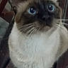 cat, siamese_cat, animal, pet, feline, whiskers, blue_eyes, fur, indoor, looking_up, close_up, sitting, wooden_surface, curious, face, ears, nose, portrait, domestic_animal, furry