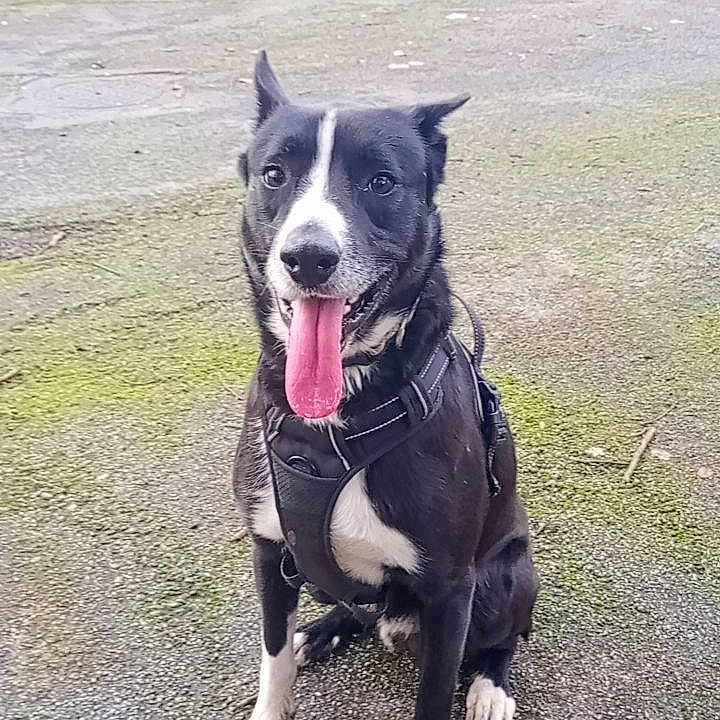 Bosco