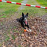 black_and_white_dog, collar, daylight, dirt, dog, fallen_leaves, forest, grass, harness, lying_down, nature, orange_ball, outdoor, park, path, playful, pointed_ears, red_and_white_barrier, tongue_out, toy