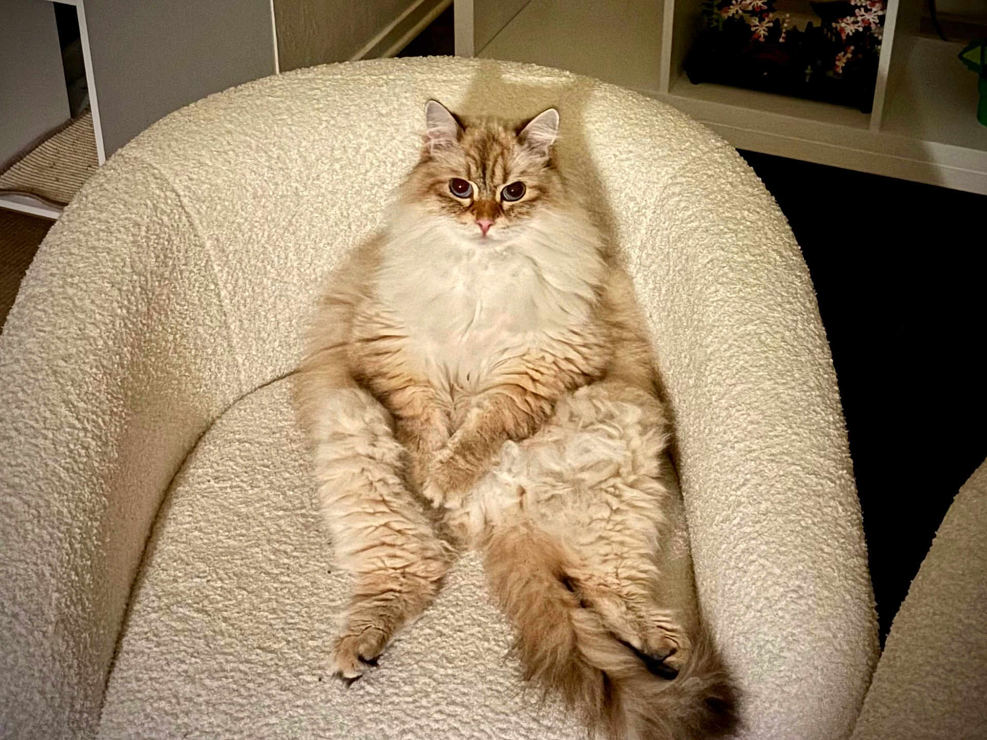 Tsuki joined the competition — help win amazing prizes! cat, fluffy_cat, armchair, furniture, indoor, pet, relaxed, sitting, cream_color, cozy, fur, cute, animal, looking, paws, legs, home, domestic_cat, comfortable, resting