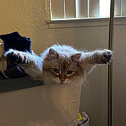 Tsuki joined the competition — help win amazing prizes! cat, fluffy, indoor, chair, paws, stretching, fur, pet, cozy, relaxed, window, light, furniture, cute, animal, mammal, whiskers, face, domestic, resting