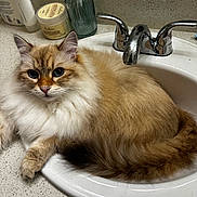 Tsuki is registered to the contest to win money with this photo: bathroom, blue_eyes, calm, cat, close_up, countertop, cute, domestic_animal, faucet, fluffy, indoor, mirror, orange_cat, pet, relaxed, resting, sink, skincare_product, soap_dispenser, white_fur