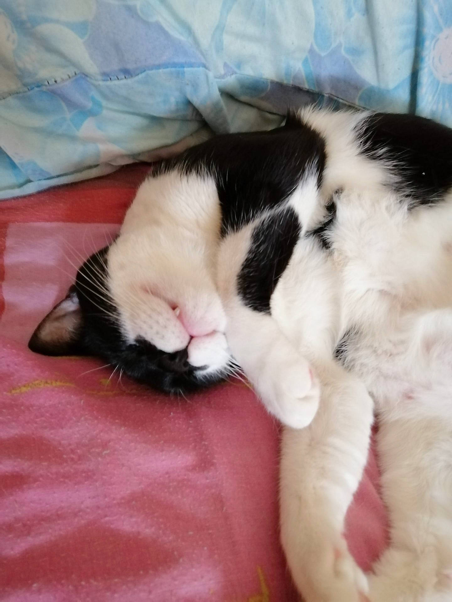 Titeuf a rejoint le concours — aidez-le/la à gagner de superbes lots ! carnivore, cat, claw, ear, felidae, fur, kitten, mammal, nap, nose, paw, polydactyl_cat, sleep, small_to_medium_sized_cats, snout, tail, whiskers