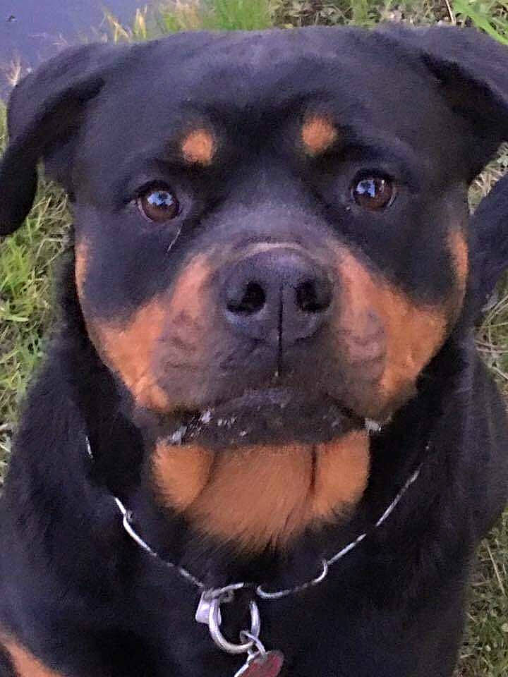 India a rejoint le concours — aidez-le/la à gagner de superbes lots ! canidae, carnivore, collar, companion_dog, dog, dog_breed, dog_collar, electric_blue, fawn, fur, grass, iris, pet_supply, plant, rottweiler, snout, sporting_group, whiskers, working_animal, working_dog