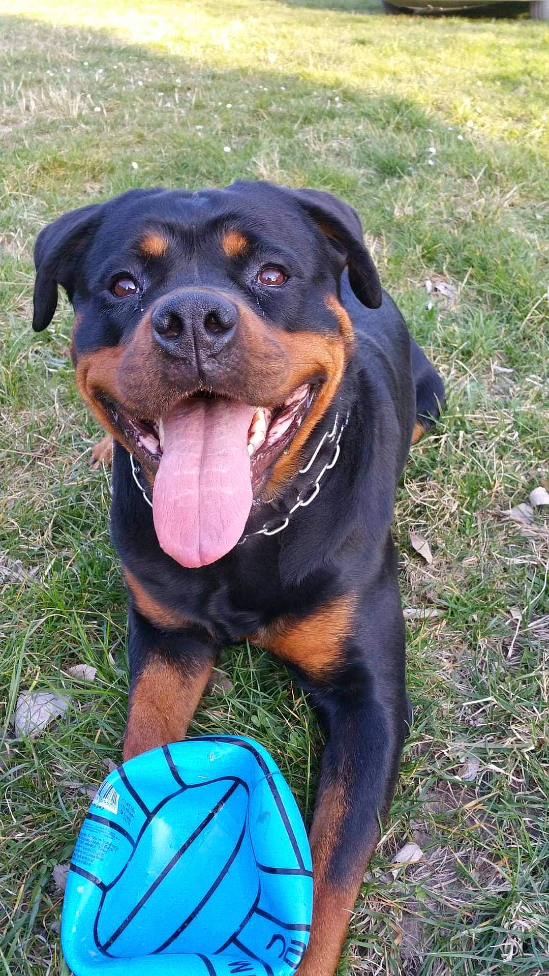 India a rejoint le concours — aidez-le/la à gagner de superbes lots ! canidae, carnivore, collar, companion_dog, dog, dog_breed, dog_collar, dog_supply, grass, guard_dog, hound, hunting_dog, personal_protective_equipment, pet_supply, rottweiler, snout, sporting_group, terrestrial_animal, working_animal, working_dog